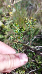 Euphorbia genistoides