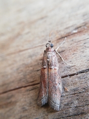Acrobasis bithynella