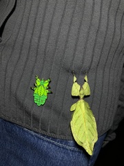 Cryptophyllium yunnanense