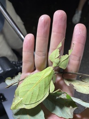 Cryptophyllium yunnanense