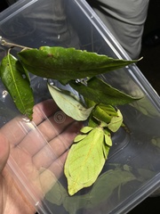 Cryptophyllium yunnanense