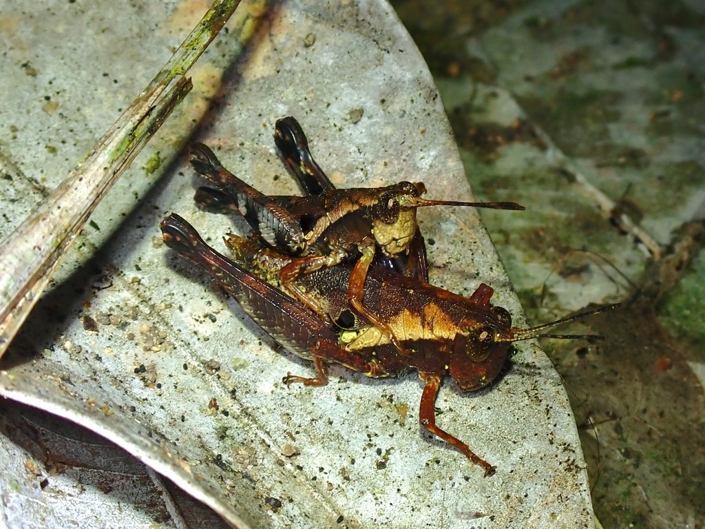 Sedulia perakensis