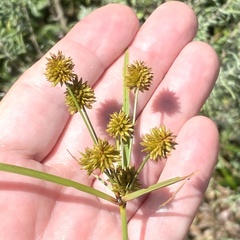 Cyperus nashii