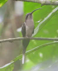 Phaethornis malaris