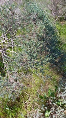 Oedera fruticosa