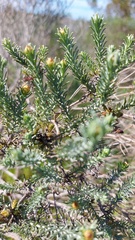 Oedera fruticosa