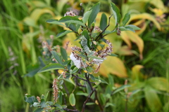 Salix hastata