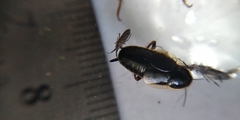 Phyllodromica maculata