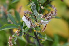 Salix hastata