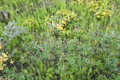 Salix hastata