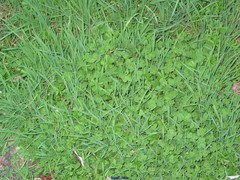 Medicago arabica