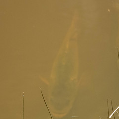 Micropterus salmoides