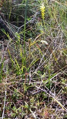 Gladiolus meliusculus