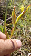 Gladiolus meliusculus