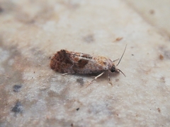Cochylidia rupicola