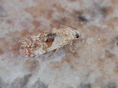 Cochylidia rupicola