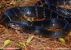 Northeastern Hill Krait photo 3