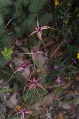 Caladenia lorea