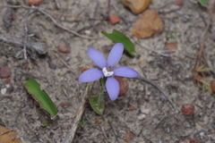 Cyanicula gemmata