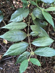 Lasianthus curtisii
