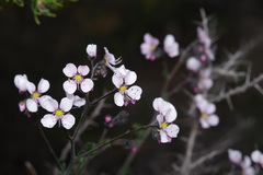 Diplopeltis huegelii