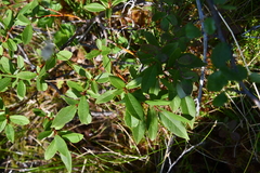 Salix pulchra