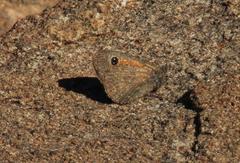 Stygionympha irrorata