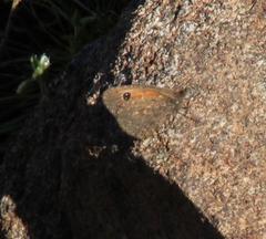 Stygionympha irrorata