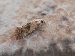Cochylidia rupicola