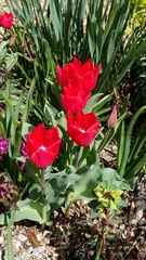 Tulipa
