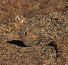 Stygionympha irrorata