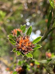Pultenaea paleacea