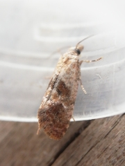 Cochylidia rupicola
