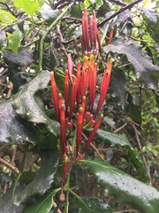 Agelanthus kraussianus