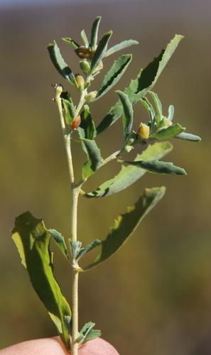 Atriplex semibaccata