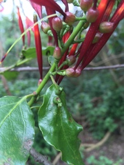 Agelanthus kraussianus