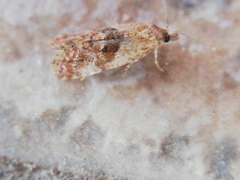 Cochylidia rupicola