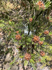 Pultenaea paleacea
