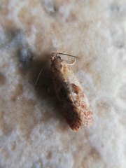 Cochylidia rupicola