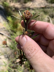 Pultenaea paleacea