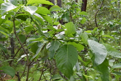 Salix pyrolifolia