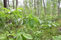 Salix pyrolifolia