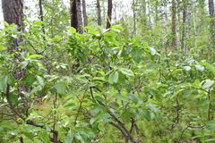 Salix pyrolifolia