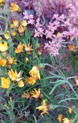 Rhynchopsidium sessiliflorum