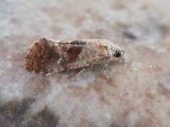 Cochylidia rupicola