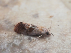 Cochylidia rupicola