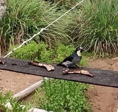 Melanerpes formicivorus