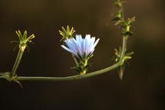 Cichorium intybus intybus