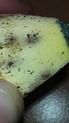 Butyriboletus pseudoregius