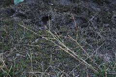 Cichorium intybus intybus